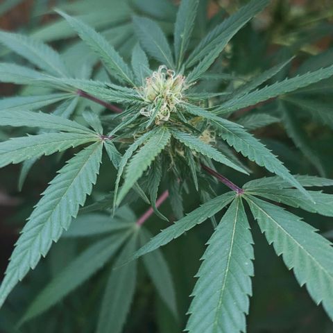 Gorilla Zkittlez growlog timeline photo