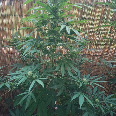 Gorilla Zkittlez growlog timeline photo