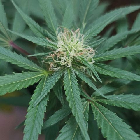Gorilla Zkittlez growlog timeline photo