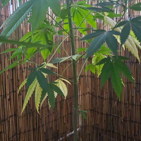 Cheese growlog timeline photo