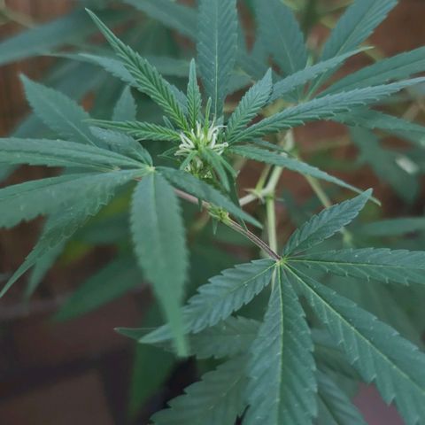 Cheese growlog timeline photo