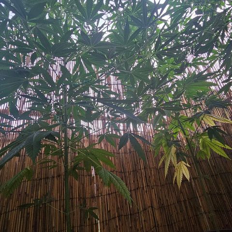 Cheese growlog timeline photo