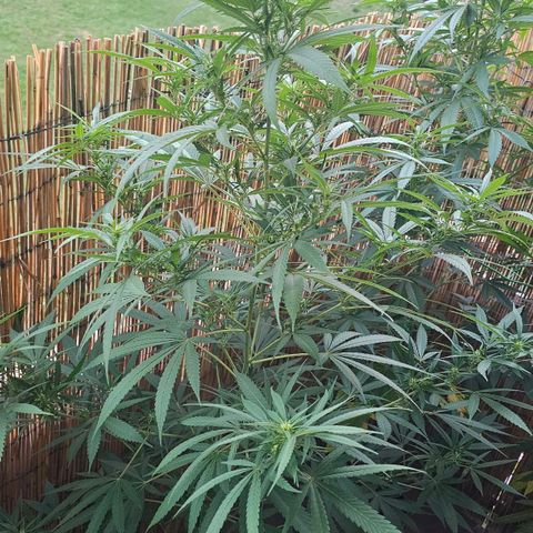 Cheese growlog timeline photo