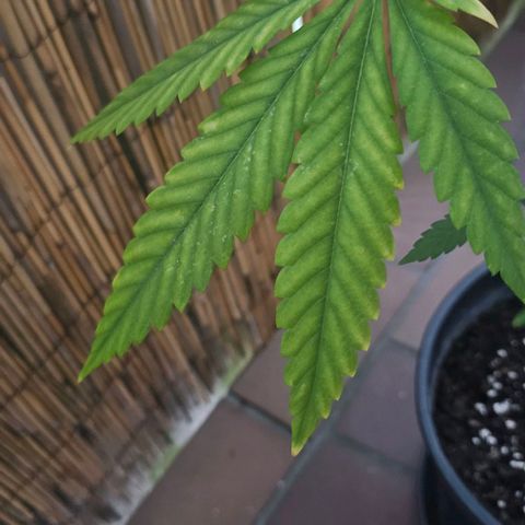 Cheese growlog timeline photo