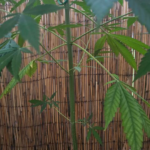 Cheese growlog timeline photo
