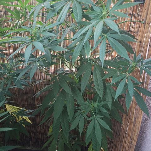 Eldorado OG growlog timeline photo