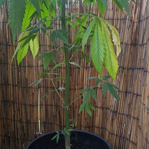 Eldorado OG growlog timeline photo
