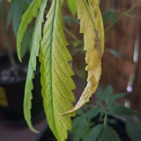 Eldorado OG growlog timeline photo
