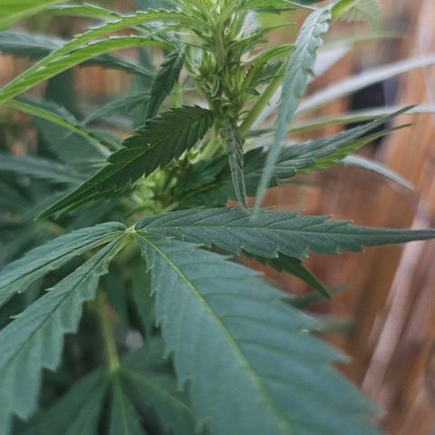 Eldorado OG growlog timeline photo