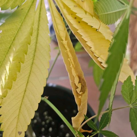 Gorilla Zkittlez growlog timeline photo