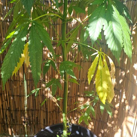 Eldorado OG growlog timeline photo