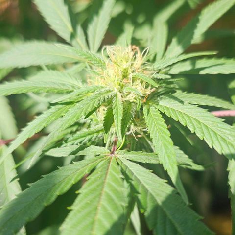 Gorilla Zkittlez growlog timeline photo