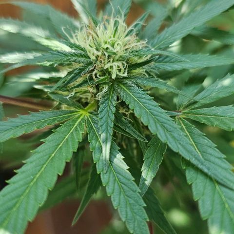 Gorilla Zkittlez growlog timeline photo