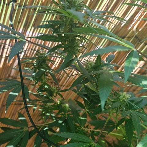 Gorilla Zkittlez growlog timeline photo