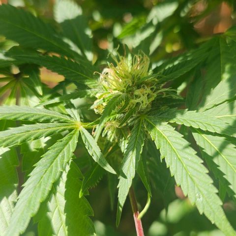 Gorilla Zkittlez growlog timeline photo