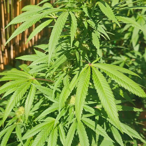 Gorilla Zkittlez growlog timeline photo