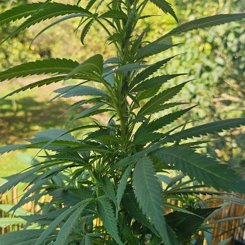 Eldorado OG growlog timeline photo