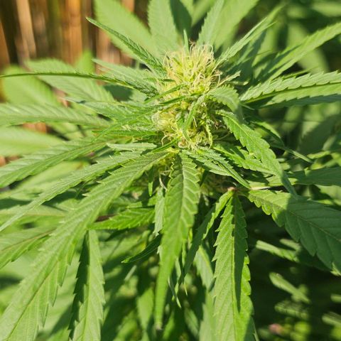 Gorilla Zkittlez growlog timeline photo