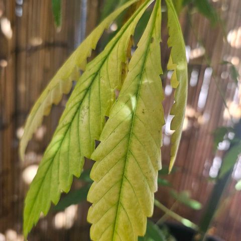Eldorado OG growlog timeline photo