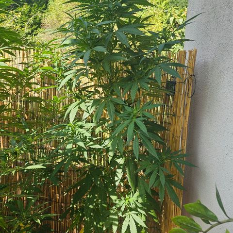Eldorado OG growlog timeline photo