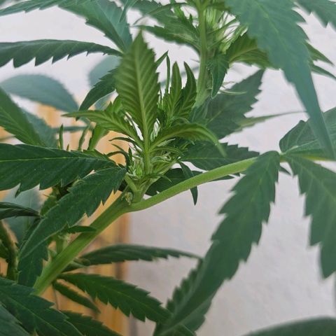 Eldorado OG growlog timeline photo