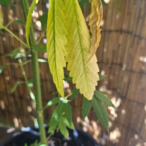 Eldorado OG growlog timeline photo