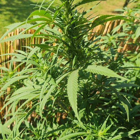 Cheese growlog timeline photo