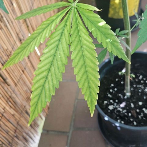 Cheese growlog timeline photo