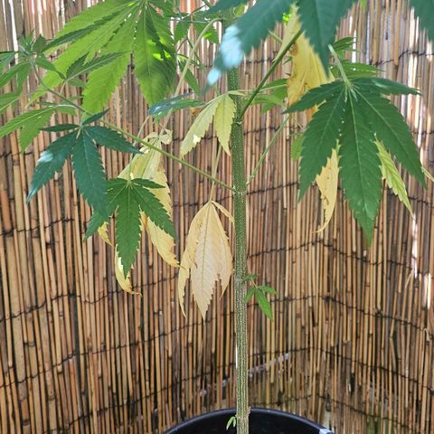 Cheese growlog timeline photo