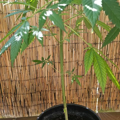 Cheese growlog timeline photo