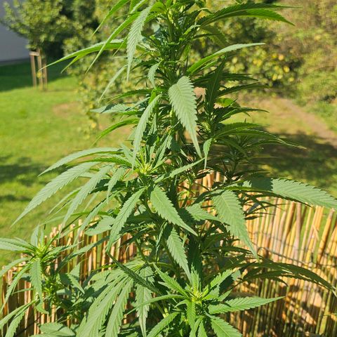 Cheese growlog timeline photo