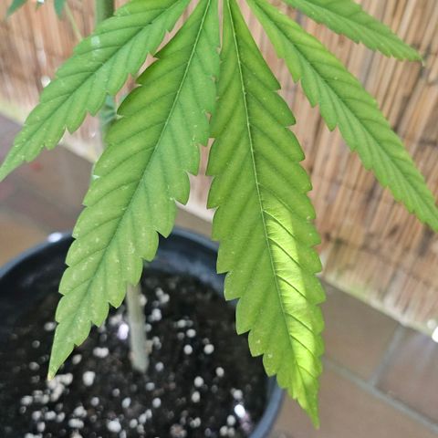 Cheese growlog timeline photo