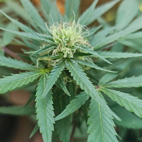 Gorilla Zkittlez growlog timeline photo