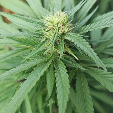 Gorilla Zkittlez growlog timeline photo