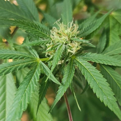 Gorilla Zkittlez growlog timeline photo