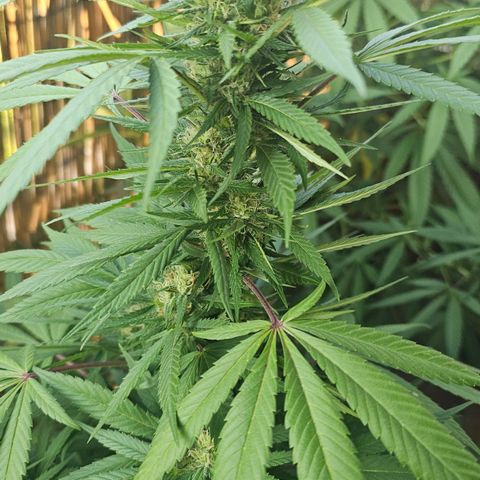 Gorilla Zkittlez growlog timeline photo