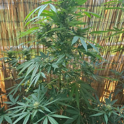 Gorilla Zkittlez growlog timeline photo