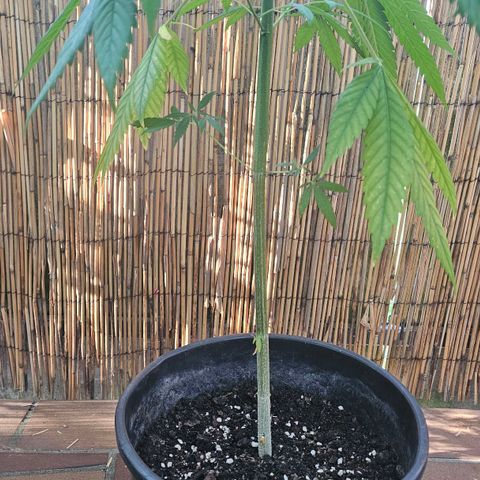 Cheese growlog timeline photo