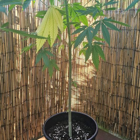 Cheese growlog timeline photo