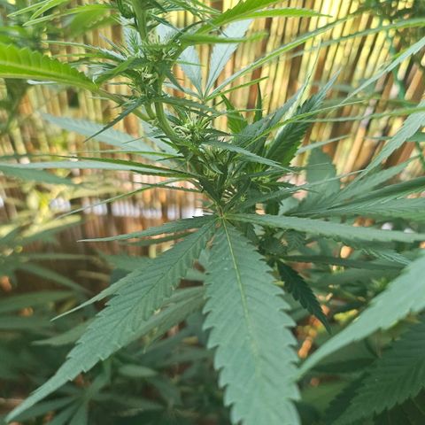 Cheese growlog timeline photo