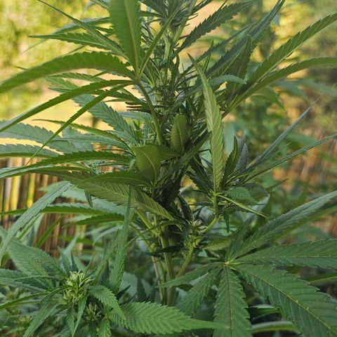 Cheese growlog timeline photo