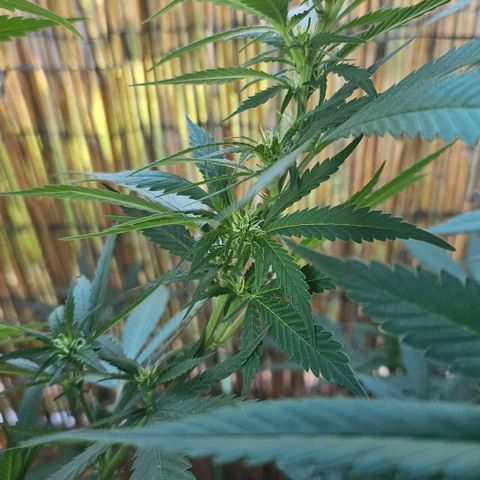 Cheese growlog timeline photo