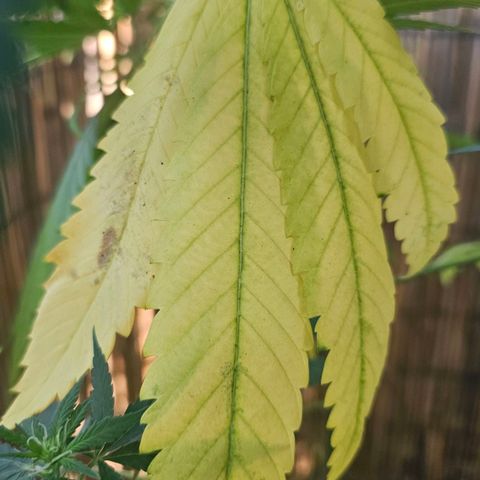 Cheese growlog timeline photo