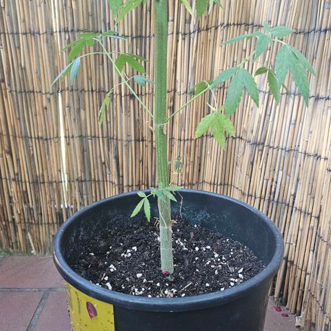 Eldorado OG growlog timeline photo