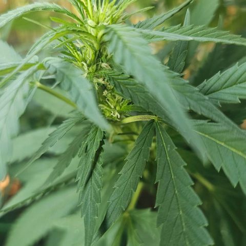 Eldorado OG growlog timeline photo