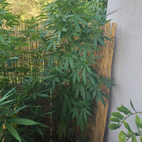 Eldorado OG growlog timeline photo
