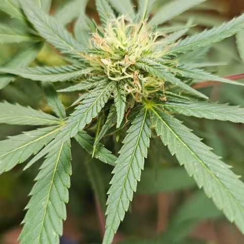 Gorilla Zkittlez growlog timeline photo