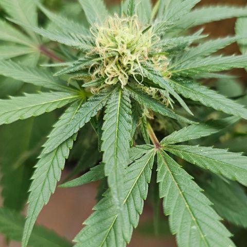 Gorilla Zkittlez growlog timeline photo