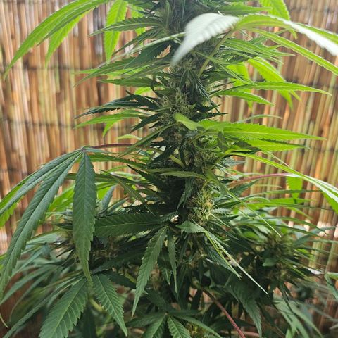Gorilla Zkittlez growlog timeline photo