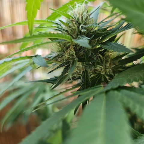 Gorilla Zkittlez growlog timeline photo